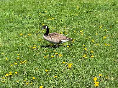 IMG 1778 DxO